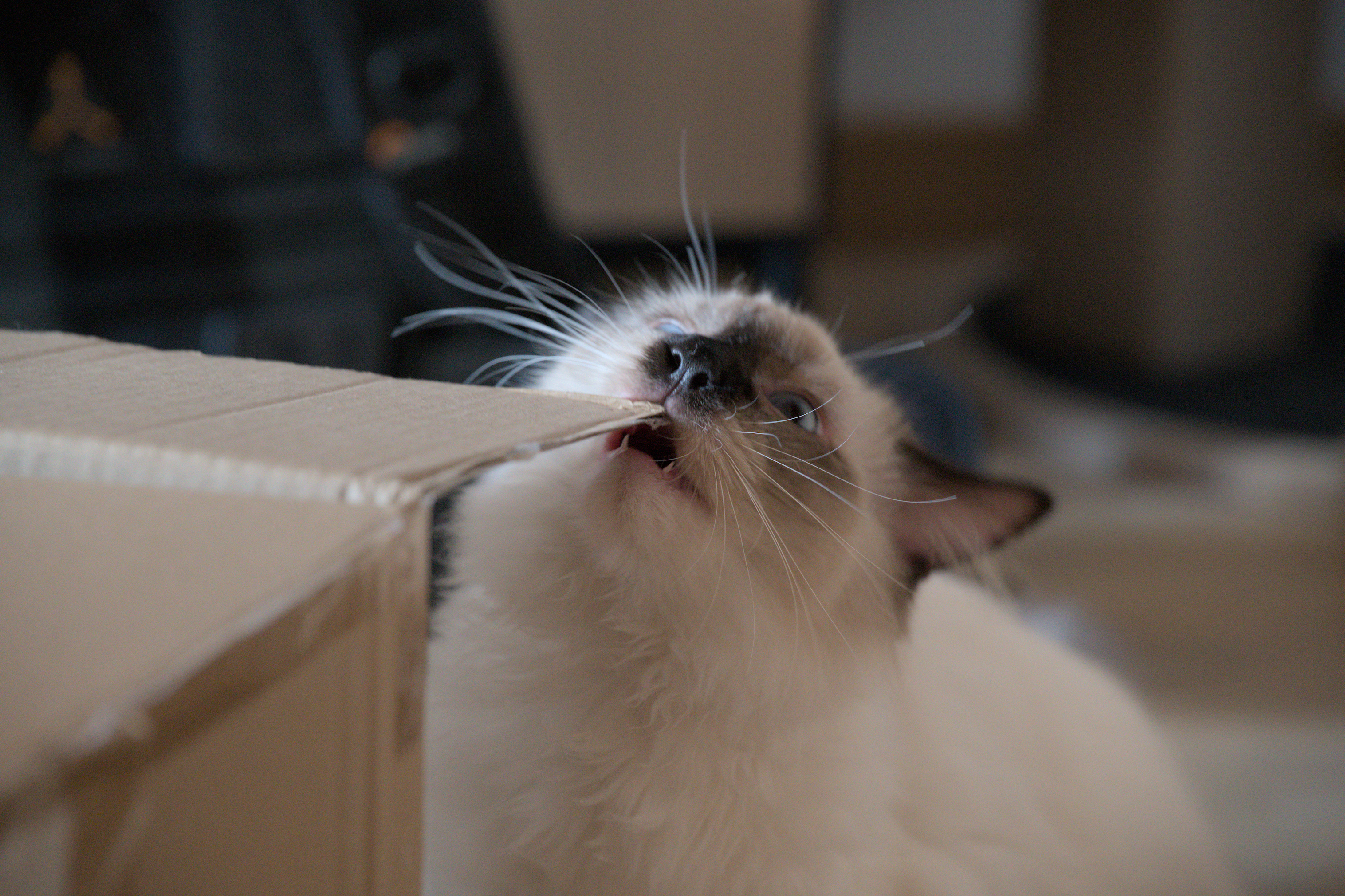 2025/10/12 - cats/DSC_0039.jpg